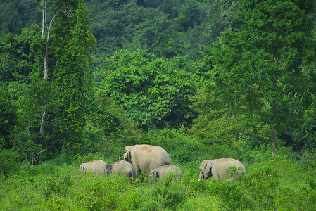 泰国深热带森林中的亚洲大象图片