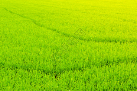 带光线的稻田图片