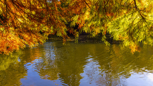 美妙的景观色彩多的秋场景图片