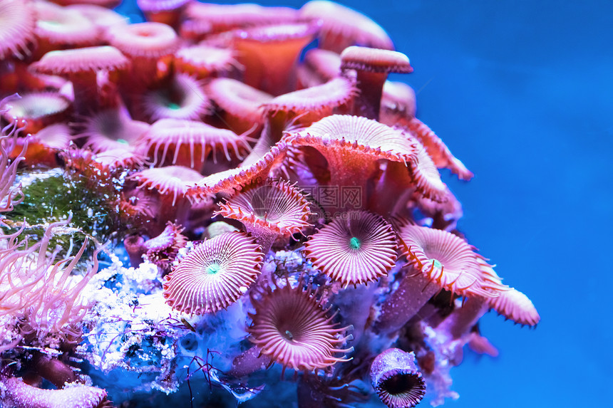 水下外来热带海度假胜地颜色珊瑚的观景宏图片