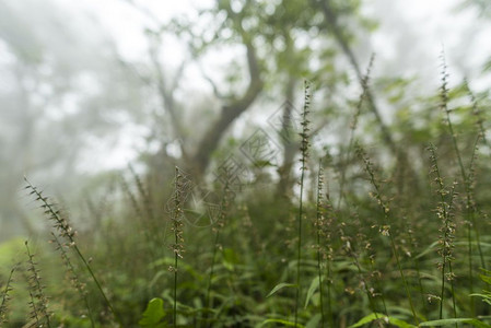 北长明山公园Foggy自然轨迹和秋雨天的自然轨迹图片