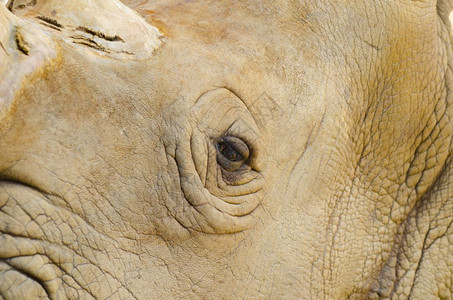 RhinoLeather皮肤纹理背景图片