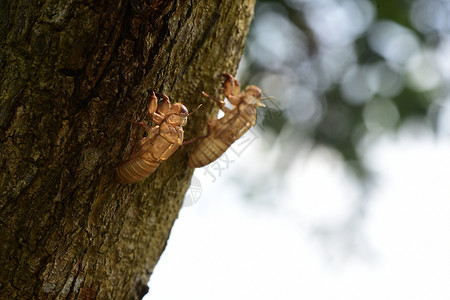 凶器美丽的自然场景巨型仙形系结显示眼睛和巨型仙形系结显示眼睛和翅膀细节利用背景或壁纸在野生物自然栖息地中Cicada昆虫刺在热带雨林背景