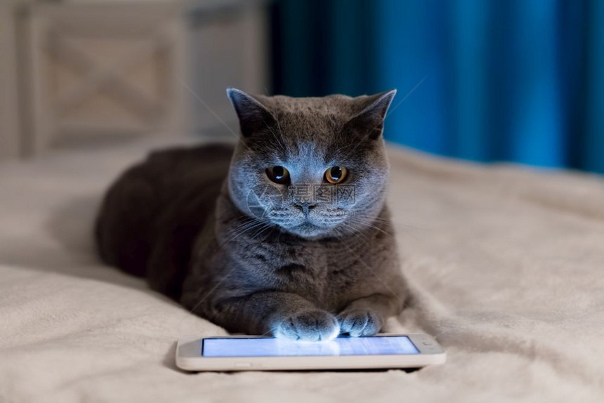 英国短发猫躺在床上的平板电脑有趣的聪明宠物概念图片