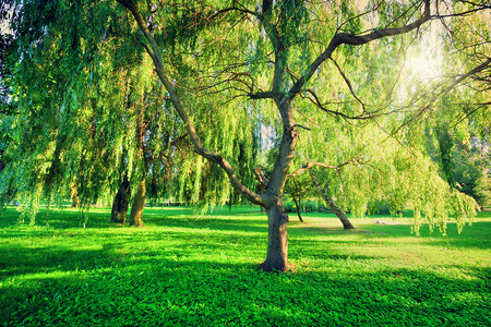 绿色夏季公园景观阳光照亮树木叶自然主题图片