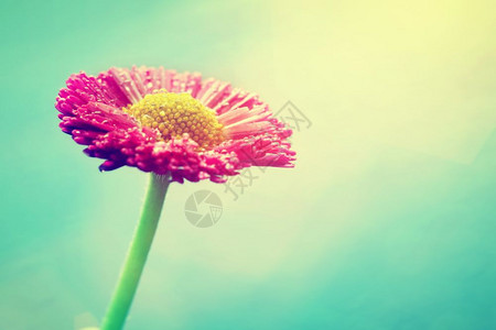 太阳耀斑中新鲜的春菊花面粉颜色古代鲜花太阳耀斑中鲜花图片