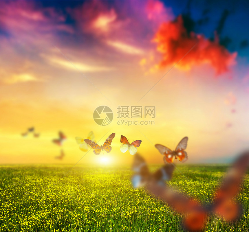 蝴蝶群在日落时向太阳飞去图片