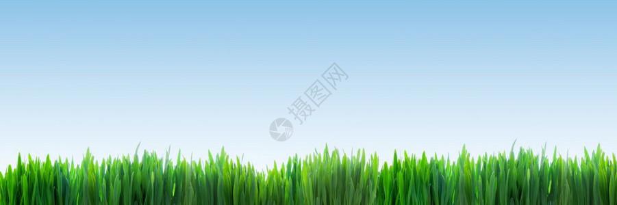 清蓝天空背景的新鲜绿草全景超高分辨率品质横幅背景图片