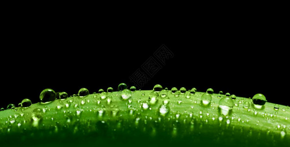 绿色新鲜叶子表面有水滴自然春天夏季概念绿色新鲜叶子表面有水滴自然图片