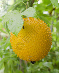 泰国奇异水果图片