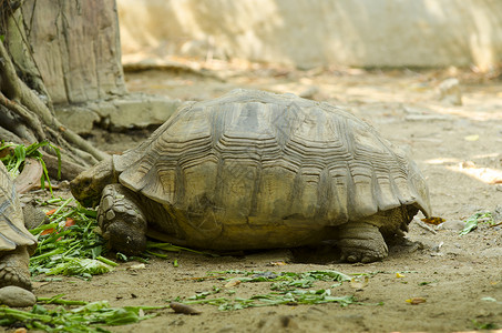 泰国动物园露天饲养海龟图片