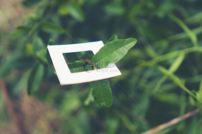 夏季阳光下花园绿叶的近距离自然观察天绿色植物景观用作背或壁纸天然绿色植物景观用作背或壁纸图片