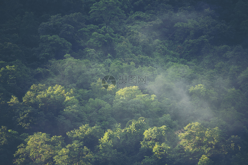 泰国KhaoYai公园热带森林剖面图片