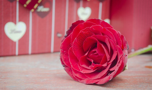 情人节和的玫瑰礼物爱情概念图片