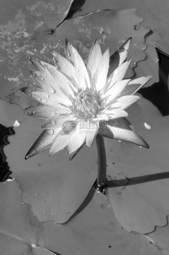 粉红莲花或水在池塘上开图片