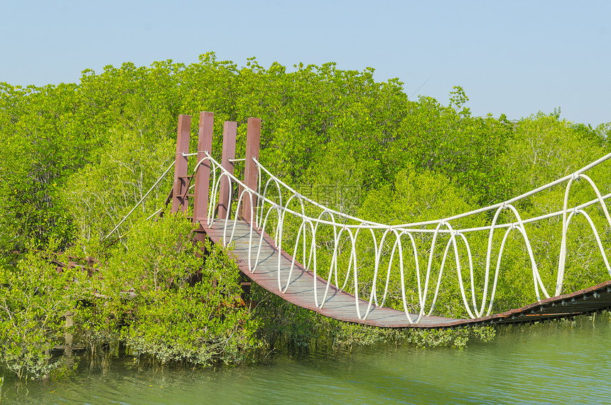 热带地区红树林的吊桥图片