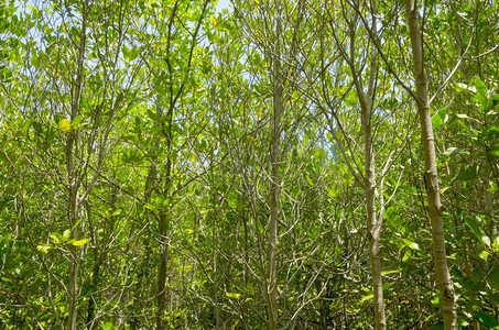 热带红树林图泰国绿肥红树林图图片