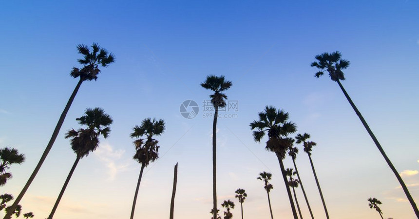日落时甘蔗棕榈树图片