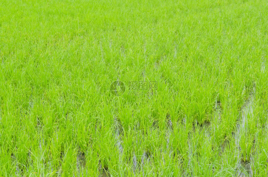 美丽的稻田图片