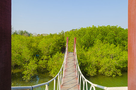 热带地区红树林的吊桥图片