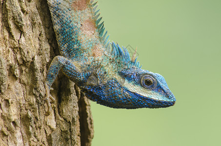 蓝蜥蜴大眼睛的蓝蜥蜴闭细节像小爬行动物高清图片