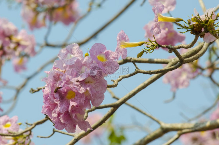 美丽的粉红花和蓝天空泰国图片