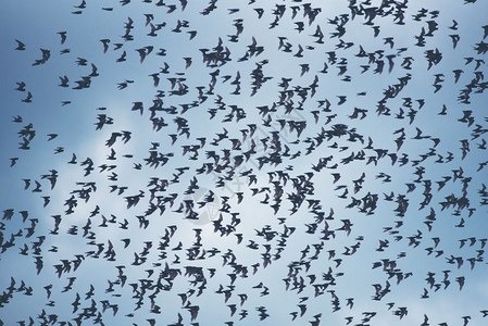 农光互补许多蝙蝠在天上飞翔背景