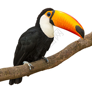 黑白巨嘴鸟ToucanRamphastosToco坐在白色背景隔离的树枝上背景