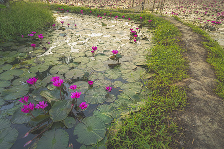 泰国Nakhonnayok的Lotus湖图片