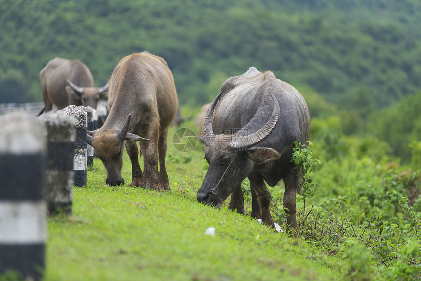 泰国自然田野水牛群图片