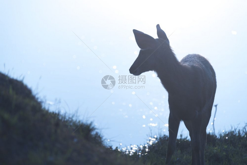 泰国高亚井家公园的山巴鹿图片