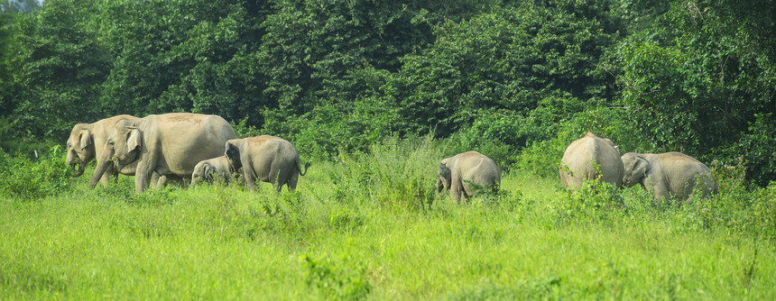 泰国基布里家公园的大象图片