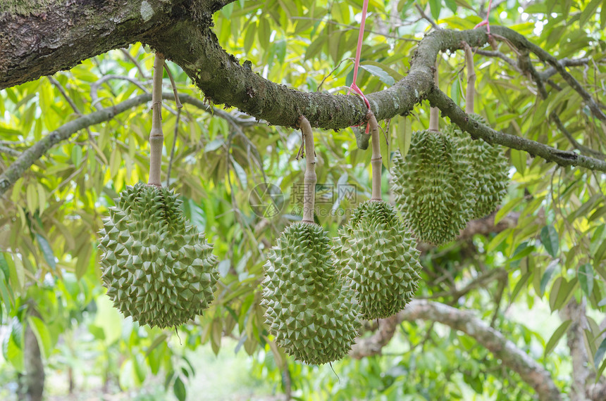 在泰国热带果园的树上图片