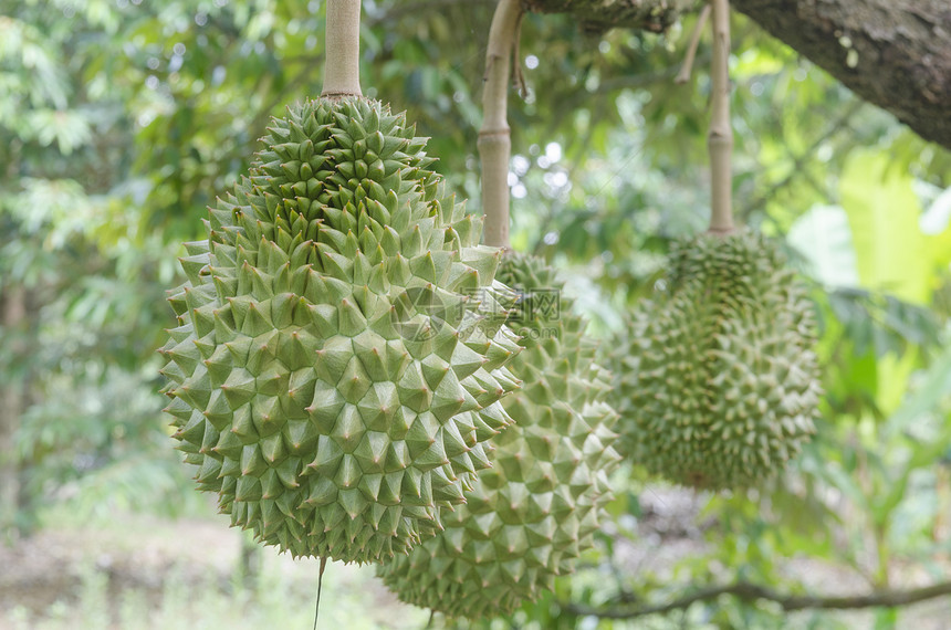 在泰国热带果园的树上图片