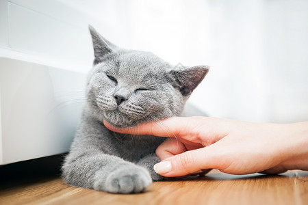 快乐的小猫喜欢被女人和手打英国短发快乐的小猫喜欢被女人和手打图片