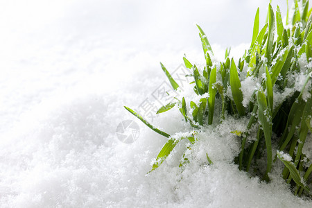 新鲜绿草生长的雪春天开始大自然图片