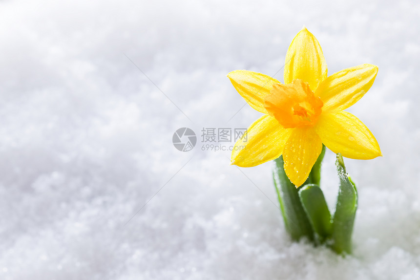 Crocus花朵生长的雪春天开始大自然克罗cus图片