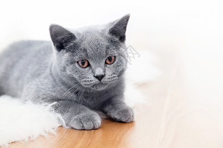 小可爱猫在木地板上玩耍英国短发小猫蓝灰皮毛年轻可爱猫在木地板上玩耍背景图片
