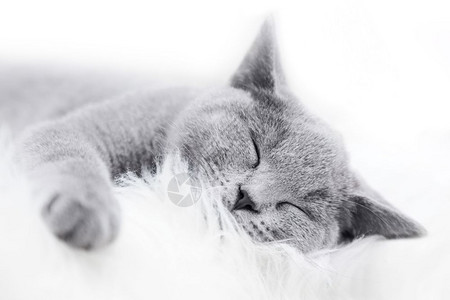 英国短发小猫蓝灰皮毛白的小可爱猫高清图片