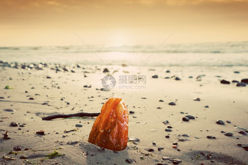 海滩上的安珀石珍宝藏概念波兰罗的海图片