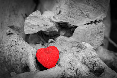树干和枝中的红心爱情浪漫象征人节和日黑白对红心在树干和枝中爱象征红对黑白图片