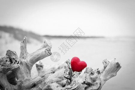 红心在海滩上的树干中浪漫的爱情象征人节和日黑白对红爱象征红对黑白图片