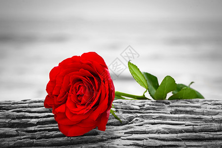 红玫瑰躺在海滩上破碎的树浪漫爱情的概念浪漫但也可能象征失去忧郁回忆过去等颜色对黑白红玫瑰在海滩上爱情忧郁的概念背景图片