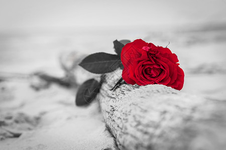 红玫瑰躺在海滩上破碎的树浪漫爱情的概念浪漫但也可能象征失去忧郁回忆过去等颜色对黑白红玫瑰在海滩上爱情忧郁的概念背景图片