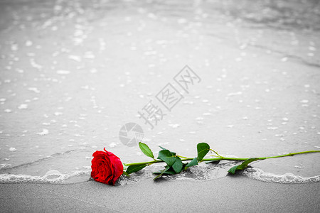 波浪洗去海滩上的红玫瑰浪漫爱情的概念浪漫但也可能象征失落忧郁回忆过去等颜色对黑白波浪洗去海滩上的红玫瑰颜色对黑白背景图片