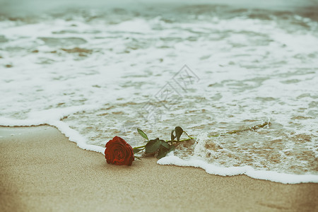 也爱同行波浪洗去海滩上的红玫瑰浪漫爱情的概念浪漫但也可能象征失落忧郁回忆过去等传统波浪洗去海滩上的红玫瑰传统爱情背景