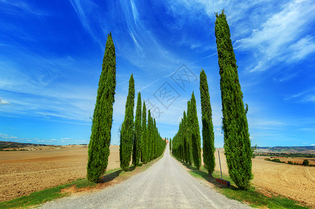 意大利托斯卡纳的树路蓝晴的天空意大利托斯卡纳的树路图片