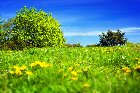春夏农村草地绿树木和鲜花蓝天春月农村绿草树木和花图片