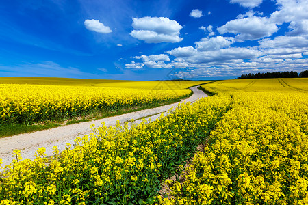 山边春地风景 黄花蓝天农村风景背景图片