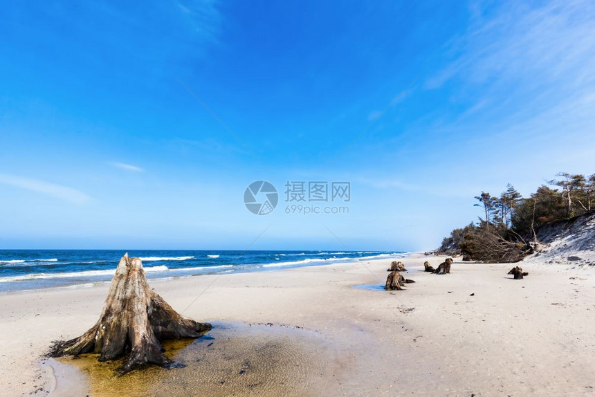 30年前的树干在暴风雨后的海滩上波兰罗的海慢温斯基公园独特的自然现象30年前的树干在暴风雨后的海滩上波兰罗的海慢温斯基公园图片